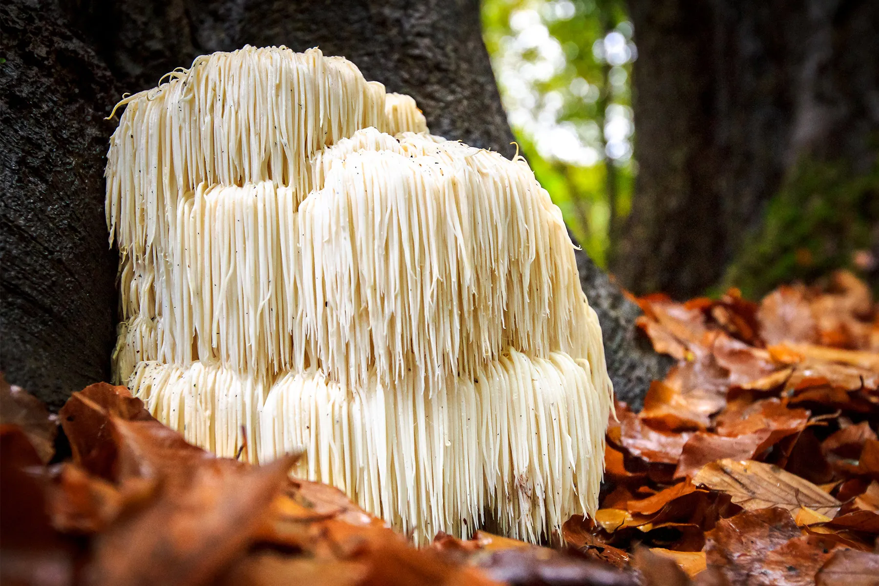 Lion's Mane mushroom — natural nootropic for memory and cognitive health in adults over 60